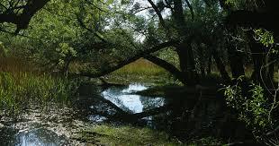 Lobau