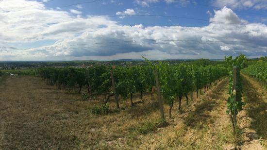 Weinweg Langenlois