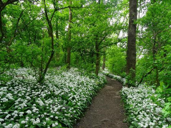 Wienerwald